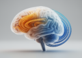 Brain Timelines Unfold From Sensorimotor to Association Cortex Before Settling in Adulthood