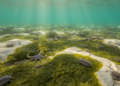 Ancient Blue-Green Algae Left a Global Fossil Signature in Cambrian Seas
