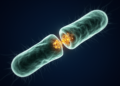 Cell Division Switch in Pseudomonas Reveals New Route to Antibiotic Resistance