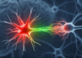 Astrocyte Redox Switch Linked to Synapse Damage in Multiple Sclerosis