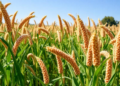 Ethiopian Sesame Trial Finds a Champion Variety That Wins Almost Everywhere