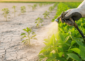 Rare Earth Spray Helps Mung Bean Survive Phosphorus-Starved Soils