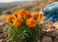 Wild Pot Marigold in Türkiye Reveals Cadinol-Rich Essential Oil Profile