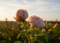 How Genes, Hormones and Weather Decide When a Flower Blooms