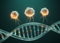 New transposon method HIDEN-SEQ maps which bacteriophage genes matter and which do not