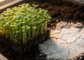 Protein Clues Reveal How Lentils Survive Drought, Salt and Alkaline Soils