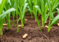 Maize Roots Secretly Feed Peanut Potassium in Intercropping Breakthrough