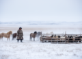 Dzud Disasters Set to Devastate Mongolia's Herds, But a Market Fix Could Save Millions of Animals