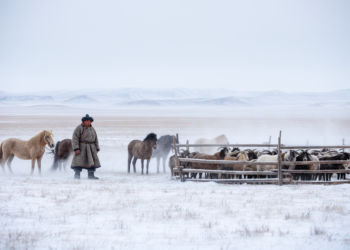Dzud Disasters Set to Devastate Mongolia's Herds, But a Market Fix Could Save Millions of Animals