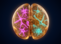 Fruit Fly Glial Atlas Reveals How the Brain's Support Cells Diversify