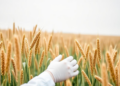 Scientists Rank Flax Lines for Salt Tolerance and Pinpoint the Perfect Screening Dose