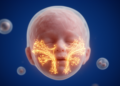 Scientists map the cellular blueprint that sculpts every human face