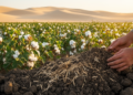 Organic Fertilizer Plus Cellulose Additive Rebuilds Sandy Desert Soil and Lifts Cotton Yields in Xinjiang