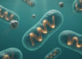 Freshwater Cyanophages Reveal Flip-Flopping Genomes and a Two-Way Gene