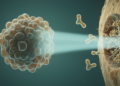 How Tumors Survive Radiation: Plastic Cells and Tolerant Niches Drive Recurrence