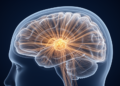 Human Brain's Tiny Midbrain Hub Predicts Sights and Touch Before They Happen