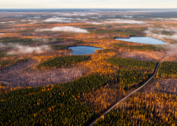 New Optimization Model Steers Boreal Timber Harvests Toward Nature's Own Pattern