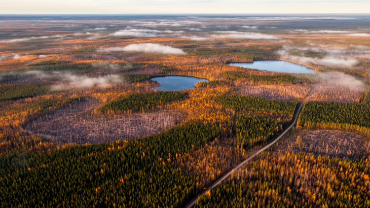 New Optimization Model Steers Boreal Timber Harvests Toward Nature's Own Pattern