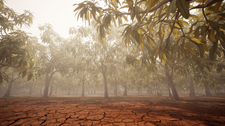 Drought Dimmed the Canopy: Subtropical Trees Absorb Less Light as Soils Dry