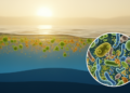 Heatwaves Reshape Lake Microbes in Surprisingly Different Ways