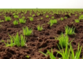 How a Simple Sowing Trick Boosts Forage Yields on Egypt's Salty Coastal Farms