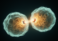 Old Antipsychotic Meets Mitochondrial Blocker in Two-Drug Strike on Cancer Cells
