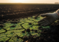Living Soil Crusts Turn Gentle Tillage Into a Carbon Trap in China's Fading Black Soils
