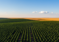 Massive tree-planting schemes may backfire by stripping away cooling clouds
