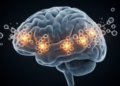 Estrogen Receptors May Hold the Key to Anesthesia's Hidden Effects on the Brain