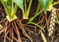 Stressed Faba Bean Roots Call Wheat for Help, Triggering a Chemical Defense That Kills Wilt Fungus