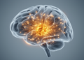 Mysterious Brain Structure Revealed as a Hub for Tracking Uncertainty and Surprise