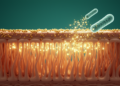 Mushroom Polysaccharide Repairs the Gut Barrier Through a Microbe-Made Fatty Acid