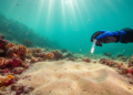 Coral Reef Sediment Bacteria Obey the Map, Not the Microhabitat