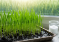 Silicon and Calcium Team Up to Shield Wheat From Salt Stress