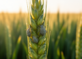 Wheat's Gb3 Gene Revealed as a Rare Kinase Fusion That Stops Aphids Cold