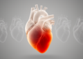 Landmark heart atlas reveals two-phase collapse of the failing right ventricle