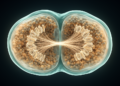 Chromosome Crowding Sets the Size of the Mitotic Spindle Across Life