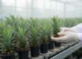 Growth Regulator Paclobutrazol Reshapes Pineapple Plantlets but Spares Survival in Propagation Trial