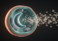 Tiny Vesicles Reveal How Toxoplasma gondii Quietly Rewires Its Host