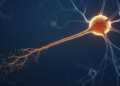 ALS's 'Lateral Sclerosis' Revealed as a Dying-Back Degeneration of Upper Motor Neuron Axons