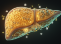 Bile Acid Sensor FXR Drives Liver Regeneration by Rebuilding Its Immune Cell Army