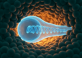 Embryonic Cells Squeeze Through Tight Tissues Without Breaking Their DNA