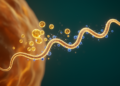 Glutamine Emerges as a Hidden Nitrogen Lifeline for the Leptospirosis Pathogen