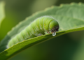Enzyme Tag-Team Lets Caterpillarpests Beat Plant Toxins and Expand Their Menu