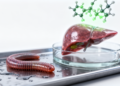 Clamworm Compounds Show Promise Against Alcoholic Liver Damage in Mice