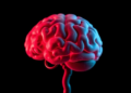Gut Bacterial Metabolite Shapes Brain Damage After Stroke, Study Finds