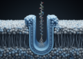 Cryo-EM Reveals How Bacteria Switch On Their Lipopolysaccharide Transport Machine
