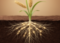 The Hidden Fungi That Out-Colonize Wheat's Famous Symbionts