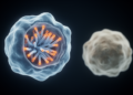 Telomere-Linked Senescence Genes Predict Survival in Cervical Cancer, Study Finds