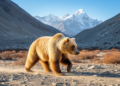 Genetic Sleuthing Confirms the Mysterious Tibetan Brown Bear Roams Nepal's High Deserts